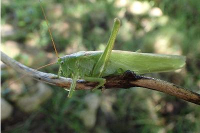 <i>Tettigonia viridissima</i>