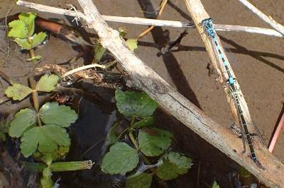 <i>Coenagrion mercuriale</i>