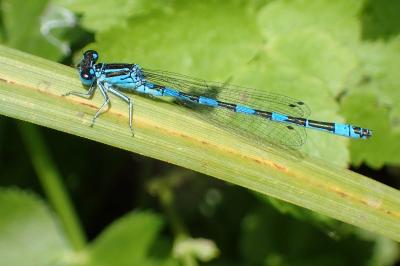 <i>Coenagrion mercuriale</i>