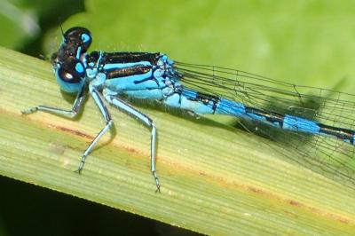 <i>Coenagrion mercuriale</i>