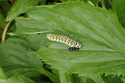 <i>Cucullia verbasci</i>