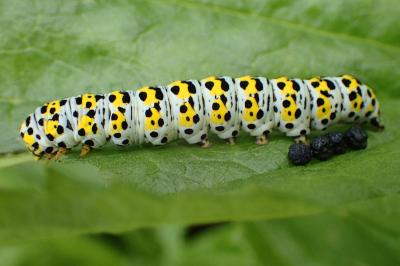<i>Cucullia verbasci</i>