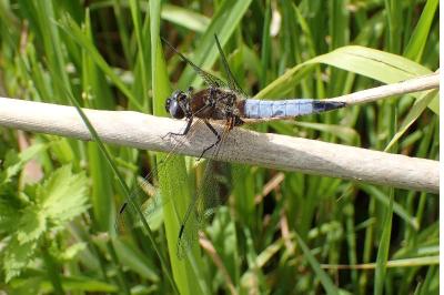 <i>Libellula fulva</i>
