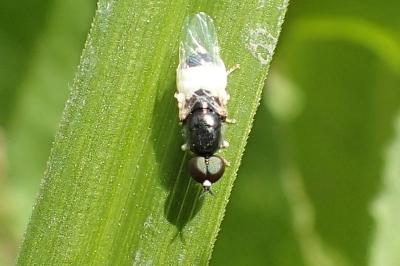 <i>Nemotelus pantherinus</i>
