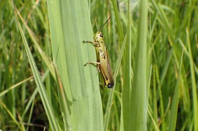 <i>Stethophyma grossum</i>
