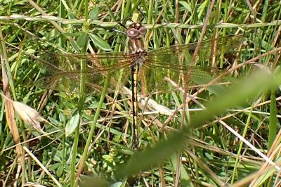 <i>Oxygastra curtisii</i>