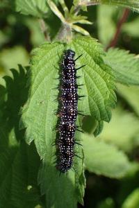 <i>Aglais io</i>