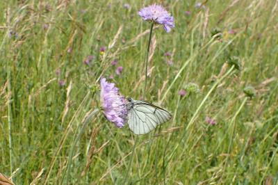 <i>Aporia crataegi</i>