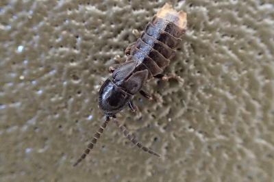 <i>Phosphaenus hemipterus</i>