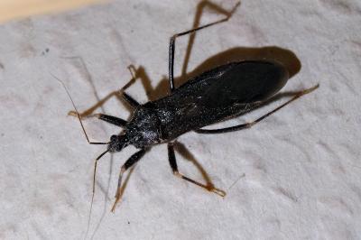 <i>Reduvius personatus</i>
