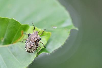 <i>Pentatoma rufipes</i>