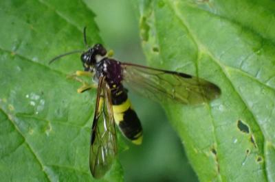 <i>Tenthredo temula</i>