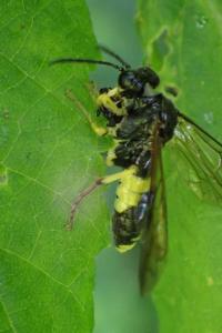 <i>Tenthredo temula</i>