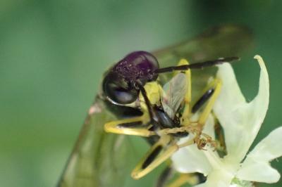 <i>Tenthredo temula</i>