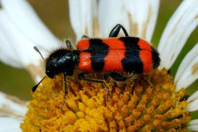 <i>Trichodes apiarius</i>