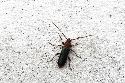 <i>Phymatodes testaceus</i>