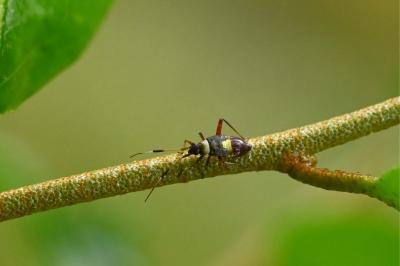 <i>Closterotomus biclavatus</i>