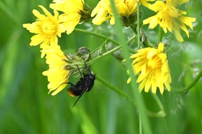 <i>Volucella bombylans</i>