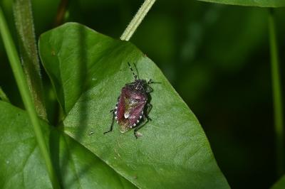 <i>Dolycoris baccarum</i>