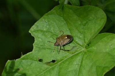 <i>Peribalus strictus</i>