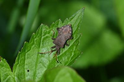 <i>Coreus marginatus</i>