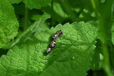 <i>Stagonomus venustissimus</i>