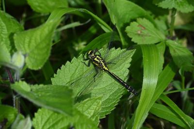 <i>Gomphus vulgatissimus</i>