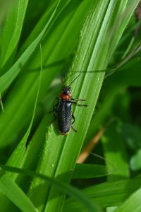 <i>Cantharis fusca</i>