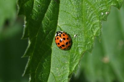 <i>Harmonia axyridis</i>