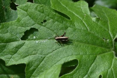 <i>Pholidoptera griseoaptera</i>