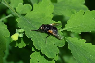 <i>Mesembrina meridiana</i>