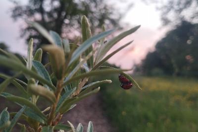 <i>Coccinella</i>