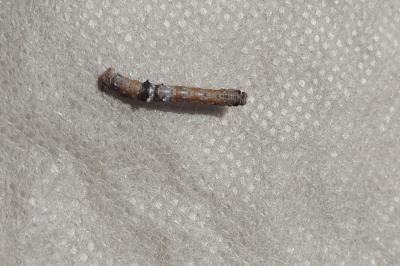 <i>Colotois pennaria</i>