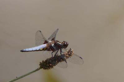 <i>Libellula</i>