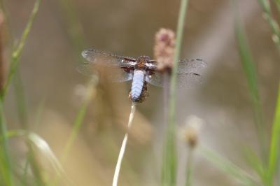 <i>Libellula</i>