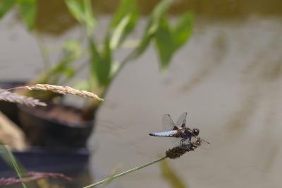 <i>Libellula</i>