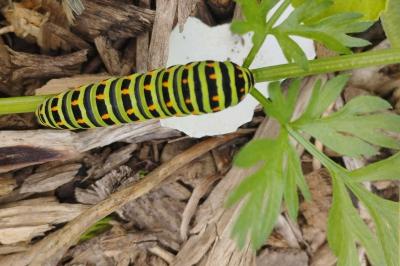 <i>Papilio machaon</i>