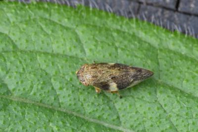 <i>Aphrophora alni</i>