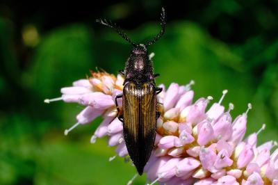 <i>Ctenicera cuprea</i>
