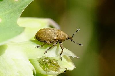 <i>Sibinia</i>