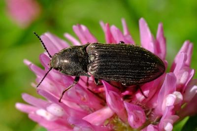 <i>Selatosomus latus</i>
