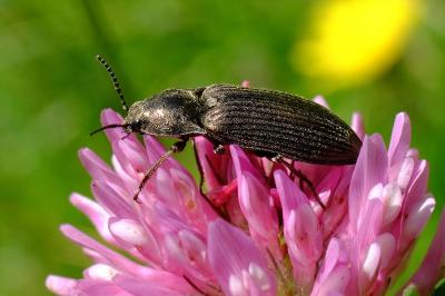 <i>Selatosomus latus</i>