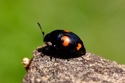 <i>Scaphidium quadrimaculatum</i>