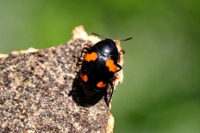 <i>Scaphidium quadrimaculatum</i>