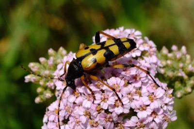 <i>Rutpela maculata</i>