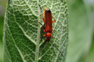 <i>Rhagonycha fulva</i>
