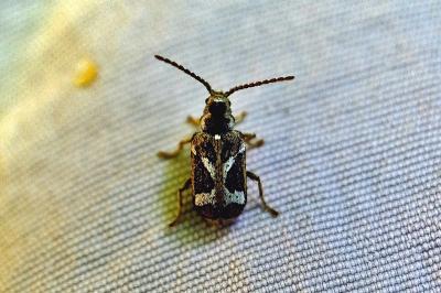 <i>Ptinomorphus imperialis</i>
