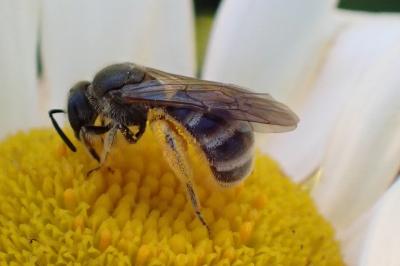 <i>Lasioglossum</i>