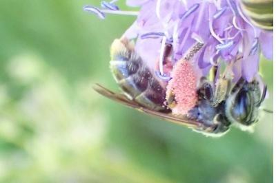 <i>Andrena hattorfiana</i>
