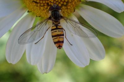 <i>Episyrphus balteatus</i>